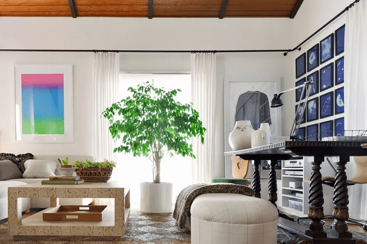 Best-Pro-Tips-to-Create-a-Focal-Point-in-a-Room-with-potted-indoor-plants